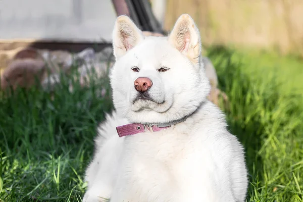 Large white fluffy dog lying in the meadow — Stock Photo, Image