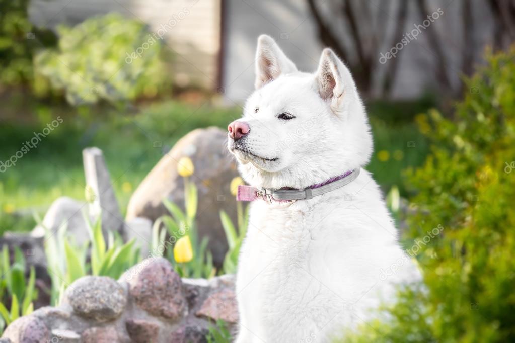 hond rassen akita inu hachi. kleur wit — stockfoto © hayoshka@gmail