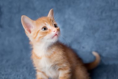 Zencefil yavru kedi yana doğru bakıyor. portre. yakın çekim. Yaş 2 ay