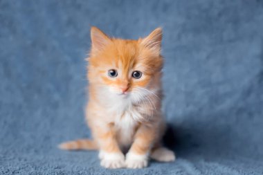 sevimli küçük turuncu kedi yavrusu. Portre. oturur. Yaş 2 ay