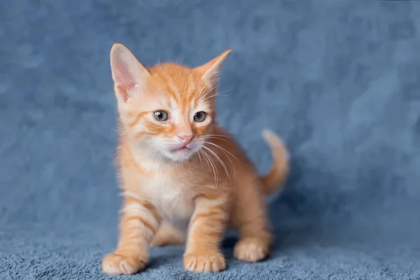 Портрет осторожного котенка. Цвет красный. возраст 2 месяца — стоковое фото
