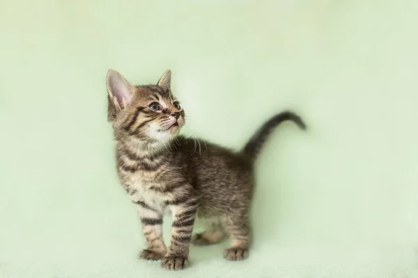 Small mottled kitten. looking towards the age of 2 months — Stock Photo, Image