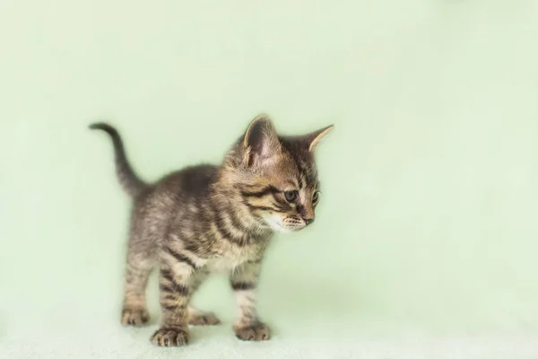 Small mottled kitten. age 2 months — Stock Photo, Image