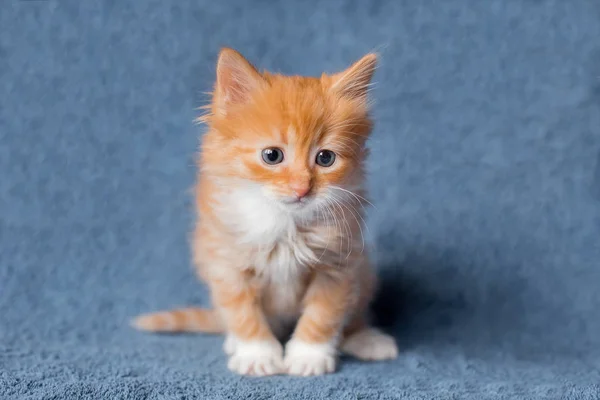 The little orange kitten. age 2 months — Stock Photo, Image