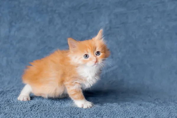 Ładny mały kotek imbir. zakrada się. wiek: 2 miesięcy — Zdjęcie stockowe