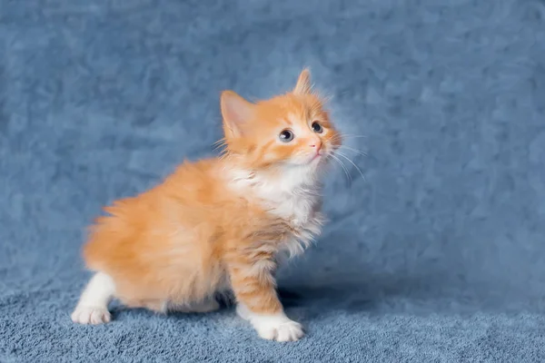 Милый маленький рыжий котенок. вид сбоку. возраст 2 мес — стоковое фото