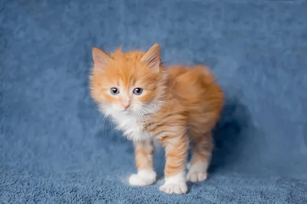 Sevimli küçük kırmızı kedi yavrusu. kameraya bakıyor. Yaş 2 ay — Stok fotoğraf