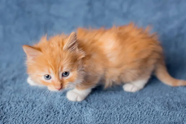 Оранжевый котенок в боевом положении. возраст 2 месяца — стоковое фото