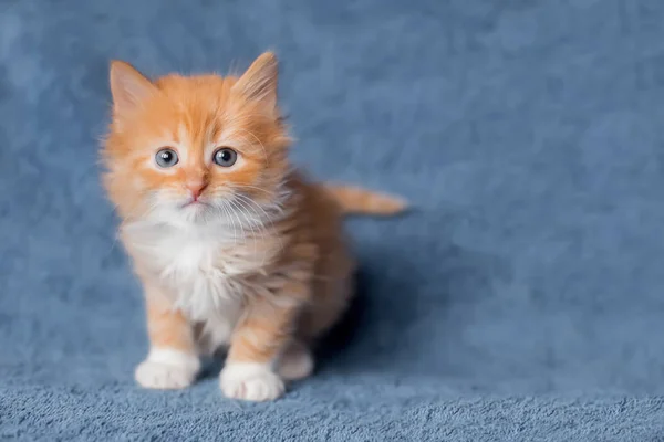 Оранжевый котенок. Портрет. садится. возраст 2 месяца — стоковое фото