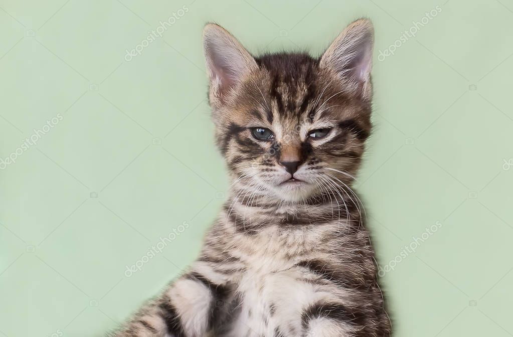 Serious cat, cat at home, proud cat, funny cat, grey cat, domest