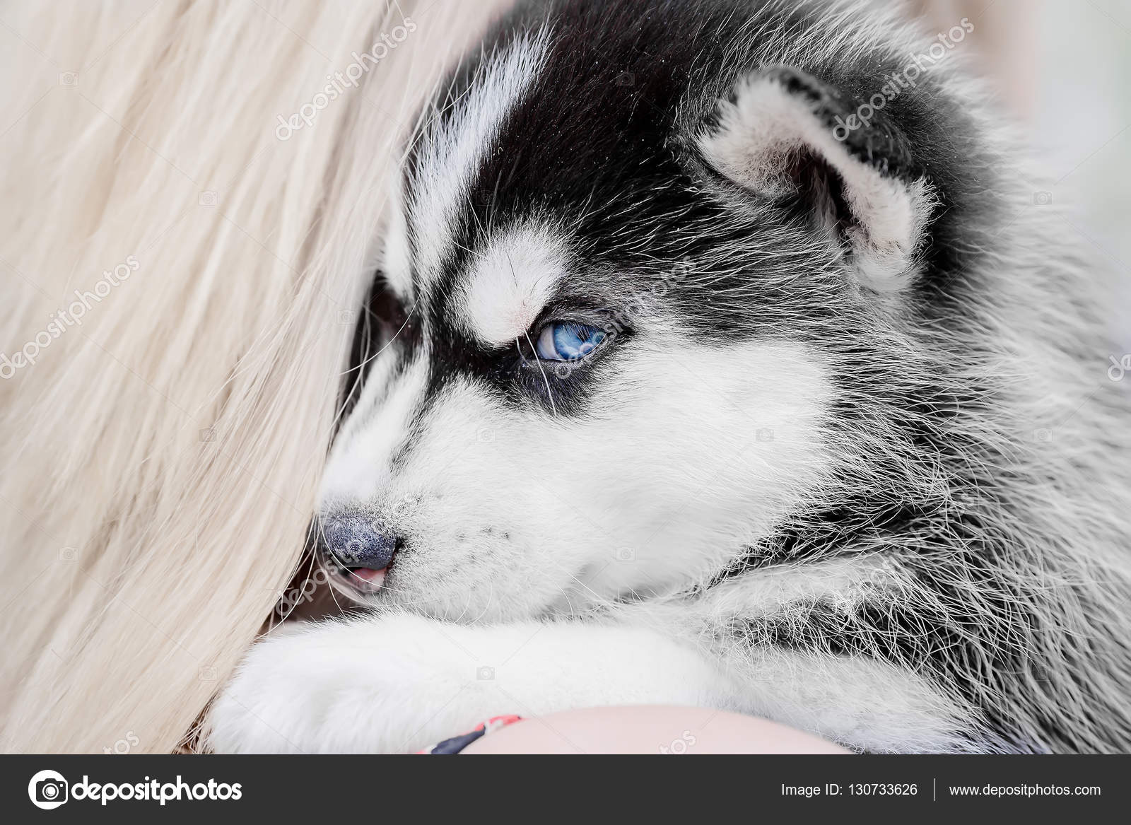 Porträt eines HuskyWelpen. Blaue Augen. Kleiner Hund. — Stockfoto