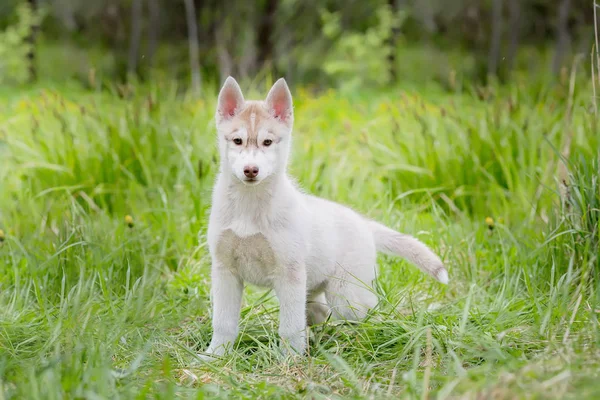 ハスキーの子犬立っている草の中 — ストック写真