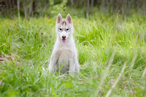 草の中に座っているハスキーの子犬 — ストック写真