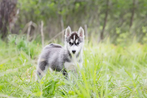 ハスキーの子犬立っている草の中 — ストック写真