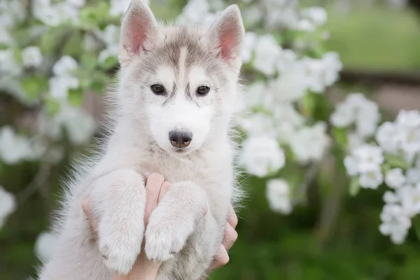 Chiot mignon husky sur un fond de fleurs blanches — Photo