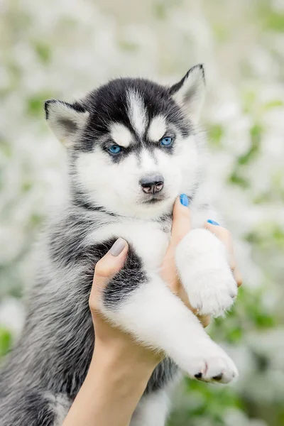 Hondje. schattige puppy husky — Stockfoto