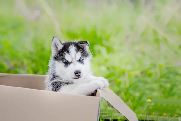 Husky Welpen in einer Box. Sommer. Kleiner Hund. — Stockfoto