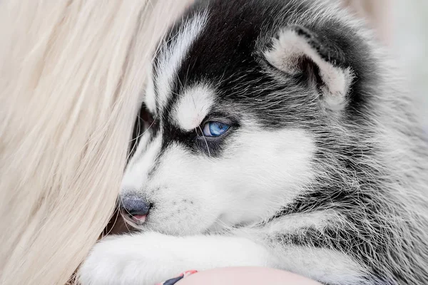 Portrait d'un chiot husky. yeux bleus. petit chien . — Photo