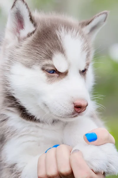 Husky puppy in haar armen. grijze kleur — Stockfoto