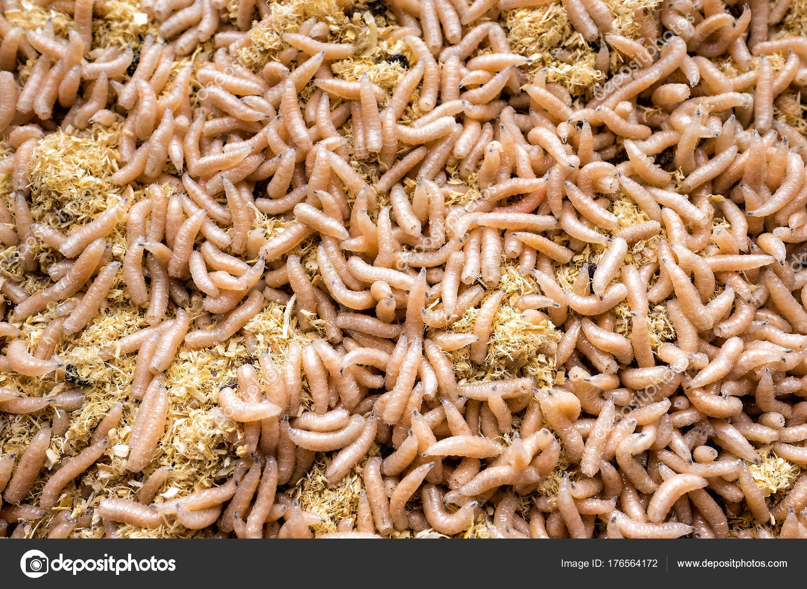 White maggots. large pile of worms. fishing lure — Stock Photo