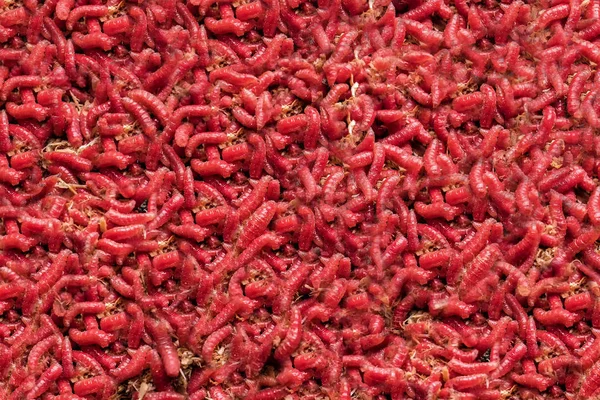 赤のウジ。ワームの大規模な山 — ストック写真