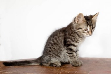 şirin kedi yavrusu katta oturuyor. O çalış ve kameraya bakar. Renk tasarlamak.