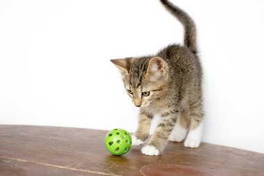 şirin kedi yavrusu katta oturuyor. O çalış ve kameraya bakar. Renk tasarlamak.
