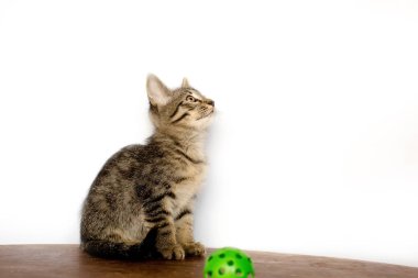 şirin kedi yavrusu katta oturuyor. O çalış ve kameraya bakar. Renk tasarlamak.