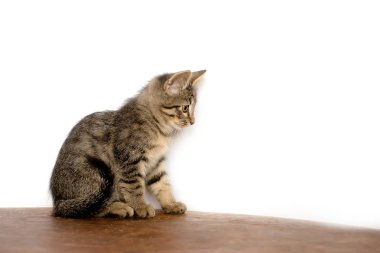 şirin kedi yavrusu katta oturuyor. O çalış ve kameraya bakar. Renk tasarlamak.