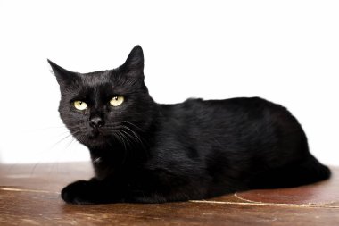 Siyah kedi, beyaz arka plan üzerinde izole. kameraya doğru görünüyor