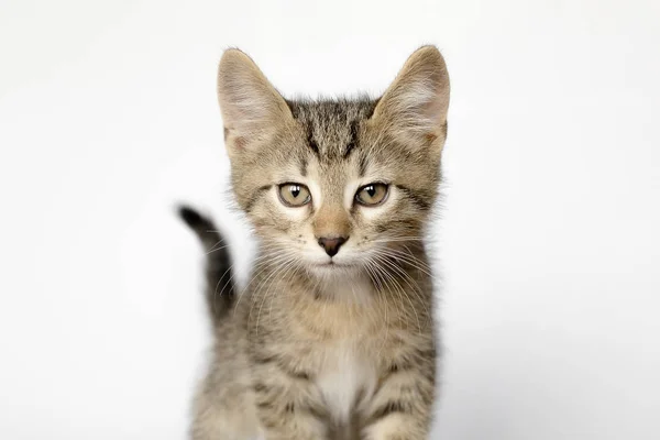 Cute kitten is sitting on the floor. He plays and looks at the camera. Color mottled. — Stock Photo, Image