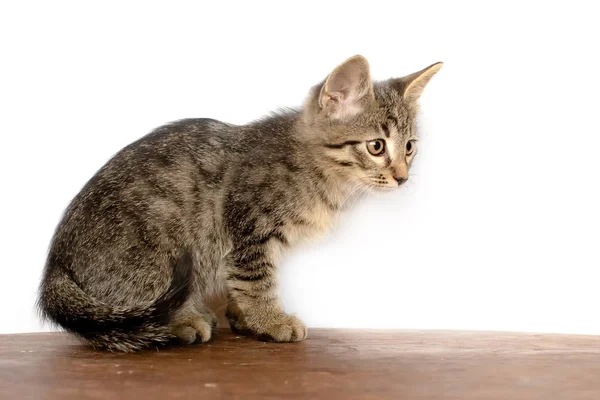 Şirin kedi yavrusu katta oturuyor. O çalış ve kameraya bakar. Renk tasarlamak. — Stok fotoğraf