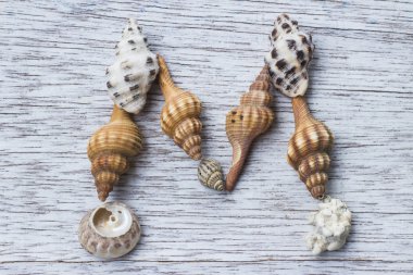 Mektup M seashell ile yapılan