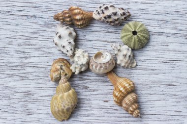 Seashell ile yapılan R Harfi