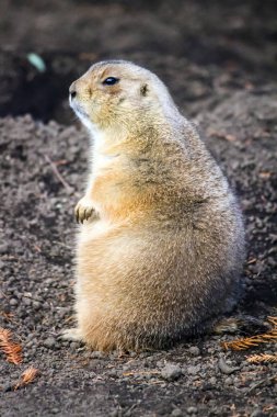 Çayır köpeği'ni ayakta ve çok arıyorum
