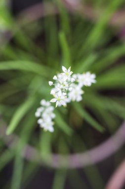 Çiçek açan bıçak çiçek