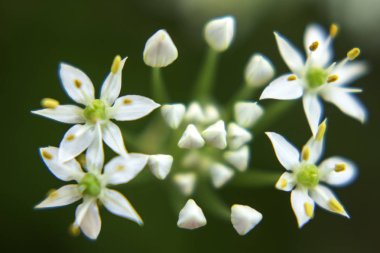 Çiçek açan bıçak çiçek