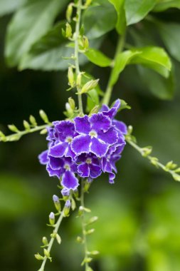 Beyaz saçaklı mor çiçek ve bir güve