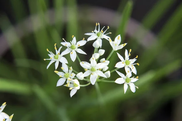 Flor de cebolinha florescente — Fotografia de Stock