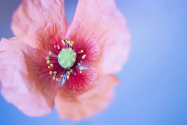 Flor de amapola en fondo azul / enfoque suave —  Fotos de Stock