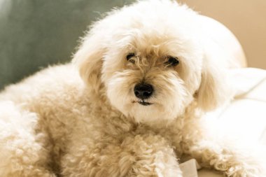 Şirin oyuncak fino köpeği kanepe rahatlatıcı yalan