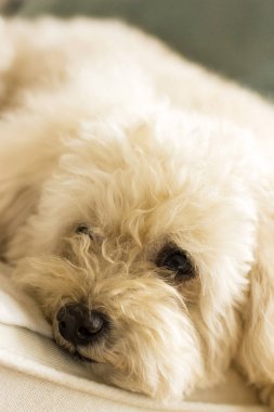 Şirin oyuncak fino köpeği kanepe rahatlatıcı yalan