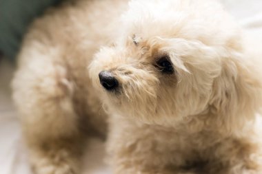 Şirin oyuncak fino köpeği kanepe rahatlatıcı yalan