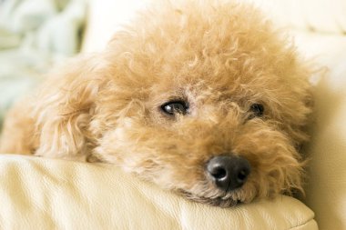 Şirin oyuncak fino köpeği kanepe rahatlatıcı yalan