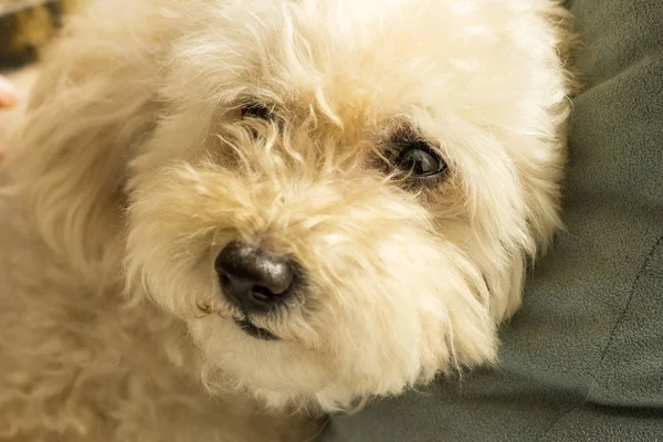 Lindo juguete caniche acostado en el sofá relajante — Foto de Stock