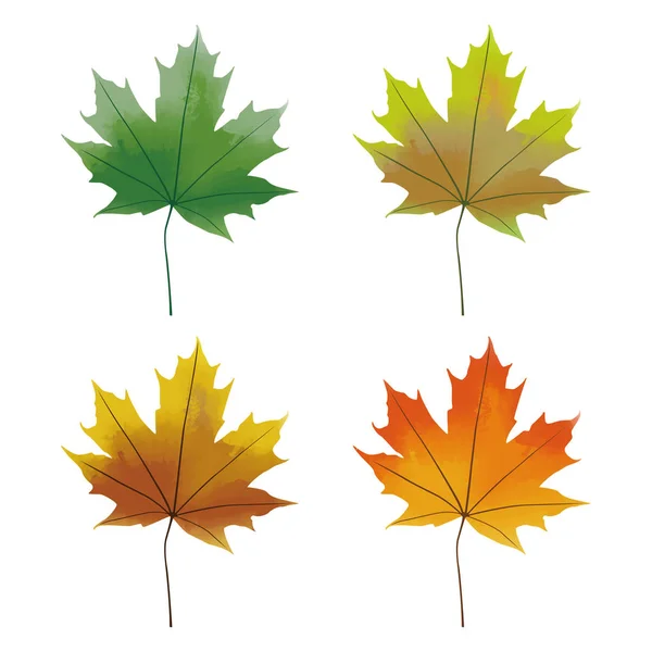 Kleurrijke esdoorn bladeren watercolor effecten — Stockvector