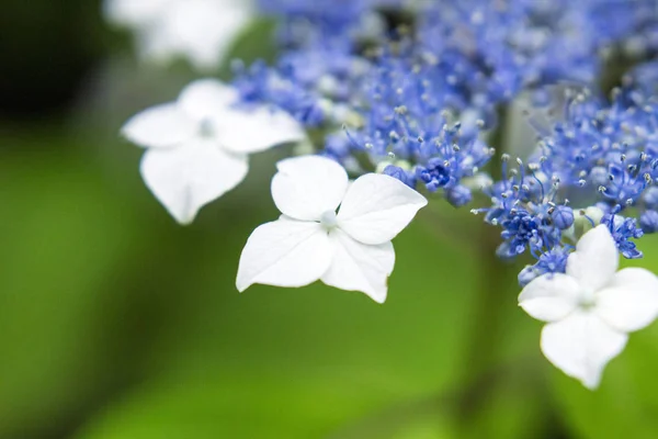 Belle dentelle blanche hortensia dans la nature — Photo