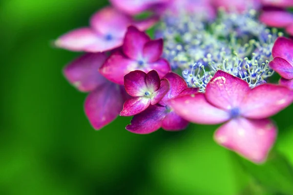 Mooie hortensia met roze rand in de natuur — Stockfoto
