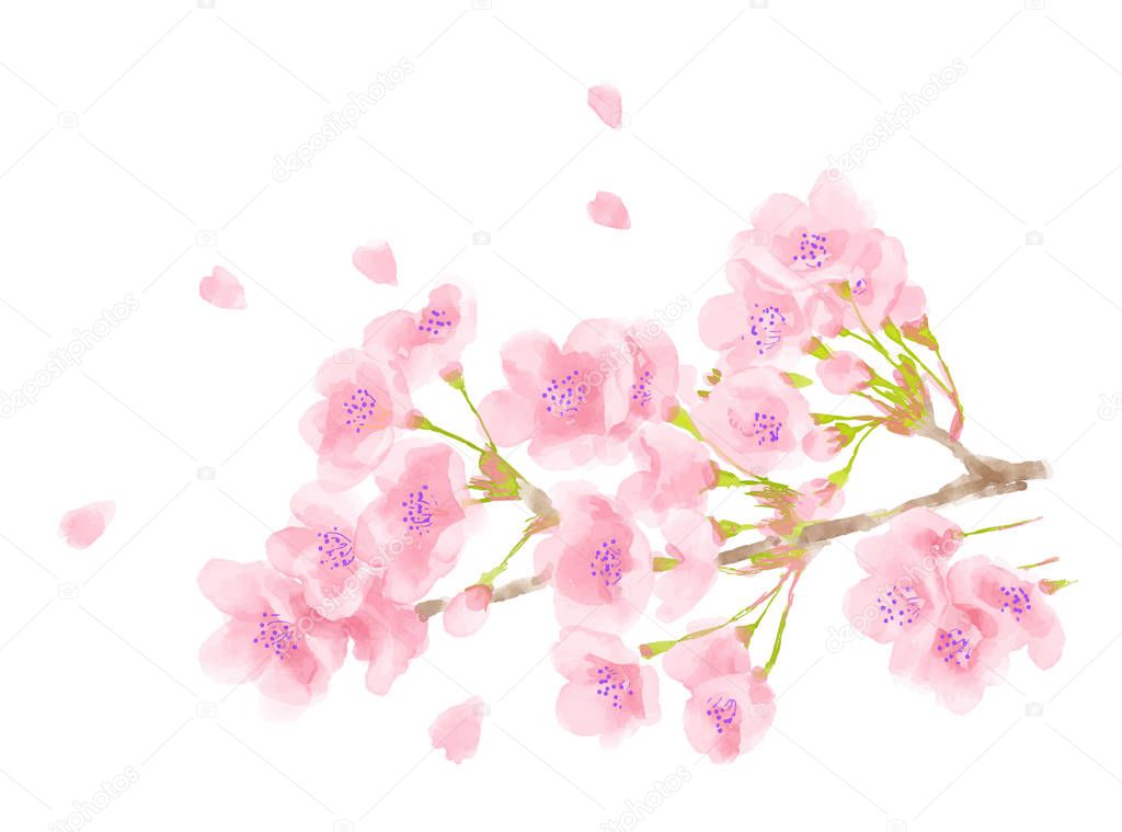 Cherry blossom watercolor illustration