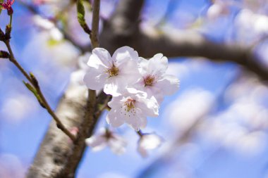 Güneşli bir günde kiraz çiçekleri açar.